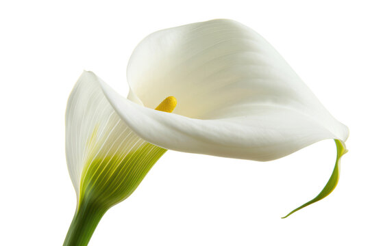 Photo of an elegant calla lily with a solid
.isolated on white background