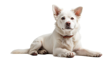 white dog isolated on transparent background © oiga