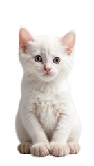 Obraz premium white kitten isolated on transparent background