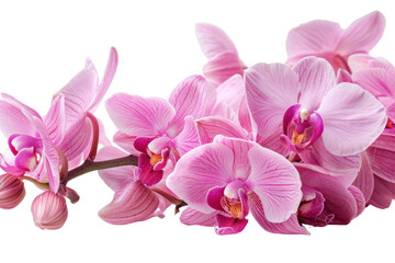 Obraz premium pink orchid flowers .isolated on white background
