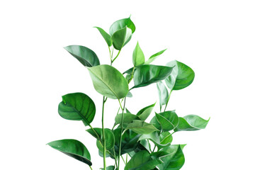 Obraz premium Fresh branches with green leaves .isolated on white background