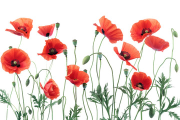 Obraz premium Red poppies .isolated on white background 