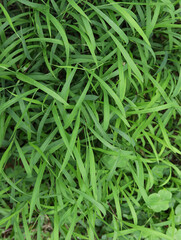 Green grass background