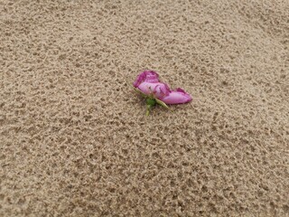 Fototapeta na wymiar pink flower on the beach