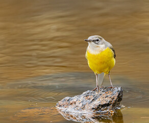  female grey wagtail, (Motacilla cinerea canariensis), on a rock in a lake, in Tenerife, Canary islands