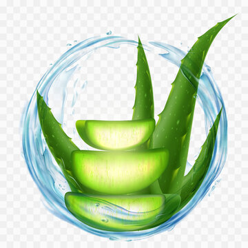Aloe Vera plant with splashes of juice or water. isolated on a transparent background. Vector stock illustration