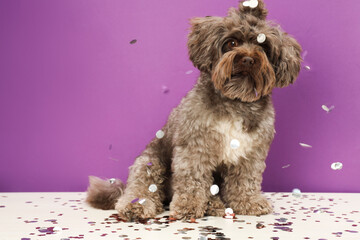 Cute Maltipoo dog and confetti on white table against violet background, space for text. Lovely pet