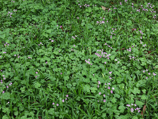 grass in the garden