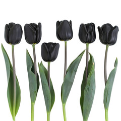 Black tulip in a row, set against green leaf isolated on white background