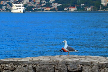 Seagull on a stone pier by the sea against the backdrop of a resort village