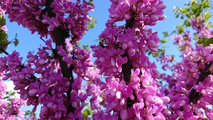 blooming pink judas tree with a bee