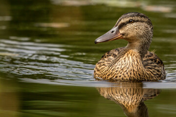 duck on the water