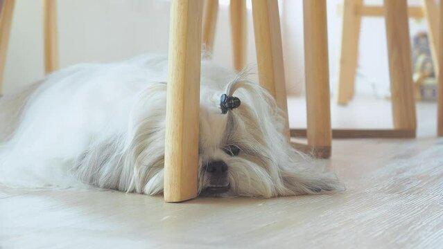 Long-haired Shih Tzu dog sulking is lying under table