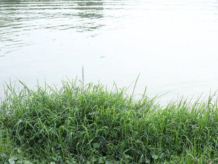 green grass and water