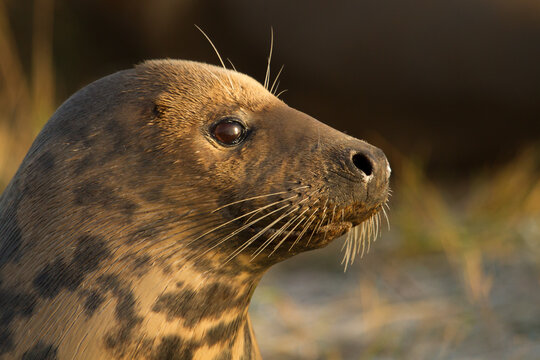 grey seal