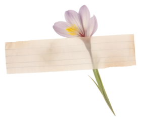 PNG Crocus ephemera flower petal plant.