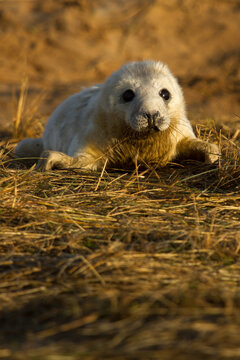 pup grey seal