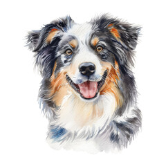 Fototapeta premium Australian Shepherd watercolor good quality and good design