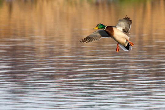 flying duck