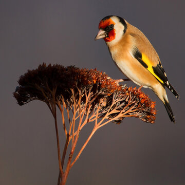 goldfinch
