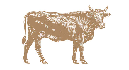 Cow, bull, beef. Vintage retro print, black white cow, bull, beef sketch ink pencil drawing, engrave old school. Sketch artwork silhouette cow bull. Side view profile beef bull. Vector Illustration - 786179455