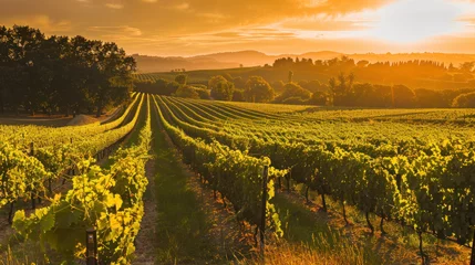 Fotobehang Sunrise Over the Grapes in Bordeaux Vineyard © SebuahKisah