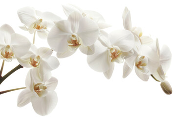 Fototapeta premium Banana flowers are not white. .isolated on white background