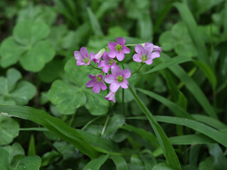 pink flowers in the grass