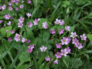 Naklejka premium pink flowers in the grass