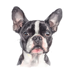 Boston Terrier dog watercolor good quality and good design