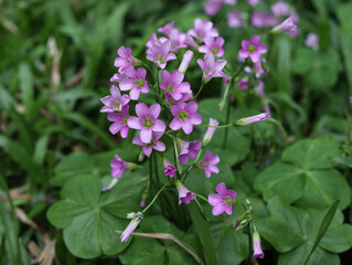 Fototapeta premium pink flowers in the grass
