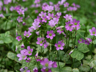 Obraz premium pink flowers in the grass