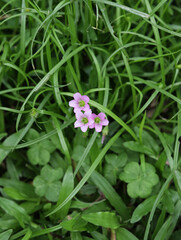 pink flowers in the grass