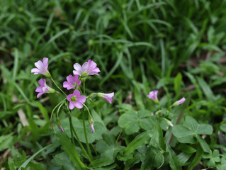 Obraz premium pink flowers in the grass