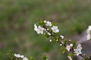 photos of flowering plum tree and plum flowers