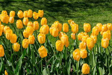 Obraz premium Large flowerbed of yellow tulips in the park at spring