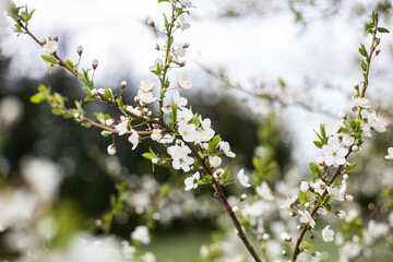 photos of flowering plum tree and plum flowers