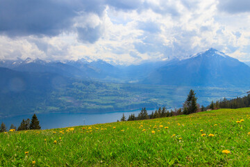 Landscape overlooking Mount Niesen, Lake Thun and alpine meadow with yellow dandelions in...