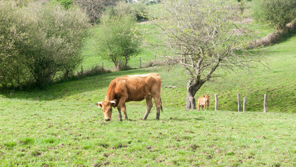 Vaca pastando en dehesa de Asturias