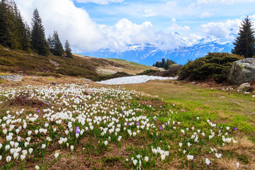 Wild purple and white Crocus alpine flowers blooming at spring in the Swiss Alps. Niederhorn,...