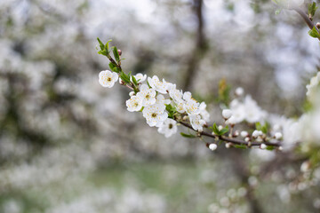 photos of flowering plum tree and plum flowers