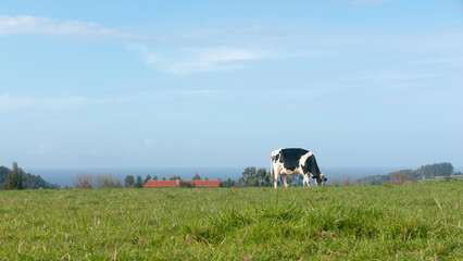 Vaca pastando en pradera junto al mar
