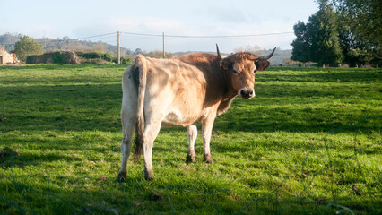 Vaca en pradera de pasto de Asturias