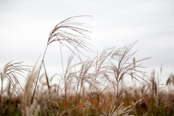 View of the swaying reed in the wind