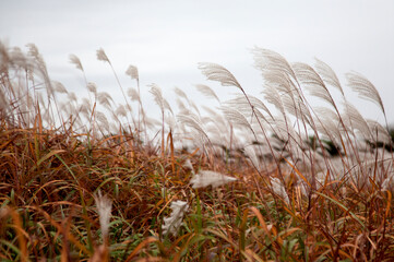 View of the swaying reed in the wind