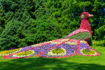 Peacock made of flowers on the island of flowers Mainau on Lake Constance, Germany - obrazy, fototapety, plakaty