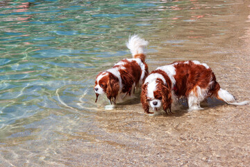 two beautiful examples of Cavalier King Charles spaniels, 