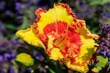 Beautiful daylily in the garden