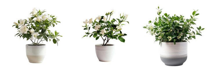 Set of a a backdrop of flowerpot white and light gray on a transparent background