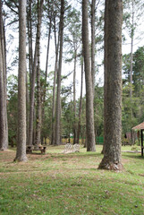 Mantiqueira 6